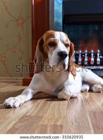 resting dog on wooden floor near to a fireplace