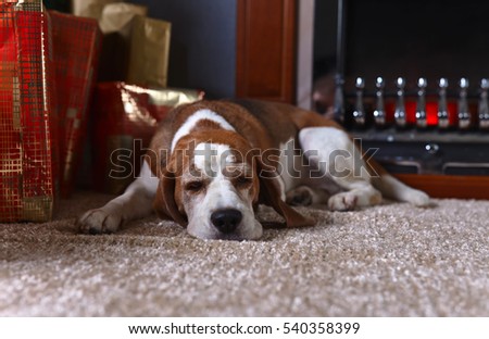 A lone dog on the carpet with Christmas gifts in front of the fireplace in an empty room