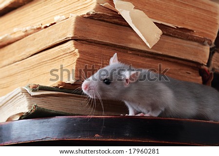 rat  in library,focus on a head