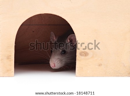 rat in home on a white background,focus on a head