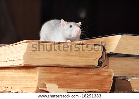 rat  in library,focus on a head