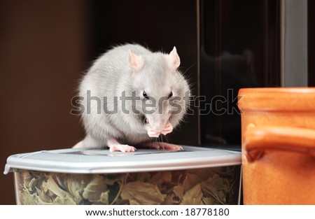 rat in kitchen, focus on a head.