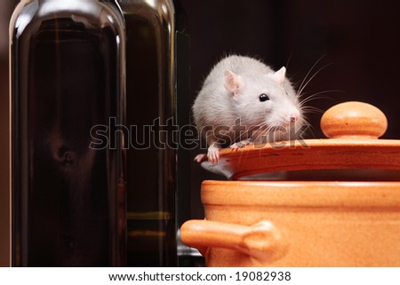 rat in kitchen,focus on a head.