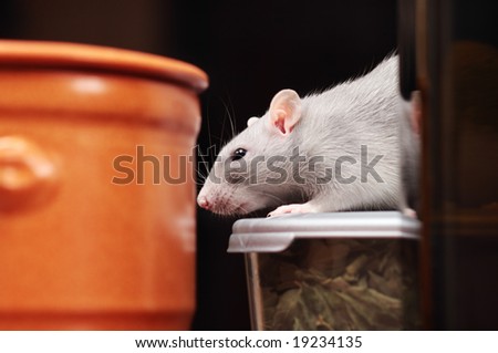 rat in kitchen,focus on a head.