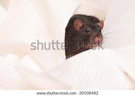 black rat on a white napkin