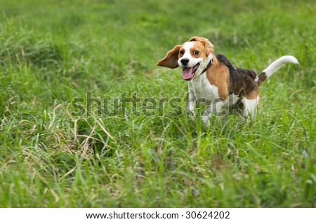 Beagles Barking