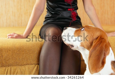 beagle and woman  in black stockings,focus on a dog