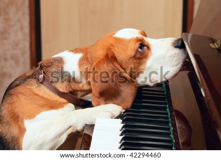 Puppy On Piano