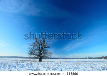 Lonely oak on a background of blue sky