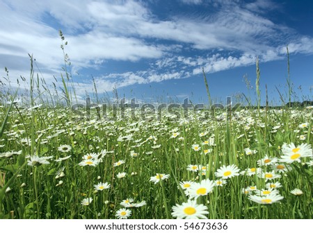 meadow with chamomiles.Focal length 20mm.
