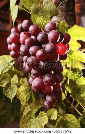 ripe red grape in vineyard.