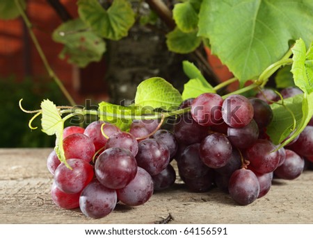 ripe red grape in vineyard.