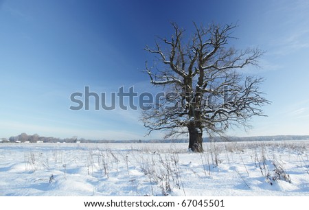 old oak on a background of blue sky