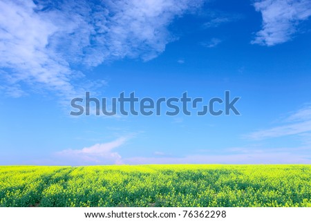 rapeseed ( Brassica napus) ,focal length 33mm