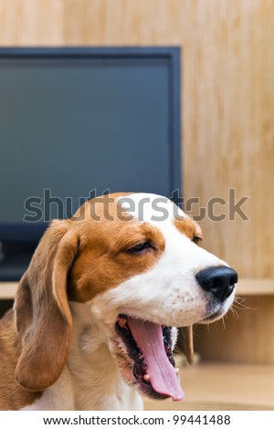 Boring work. A yawning dog in front of the computer. Focus on a dog.