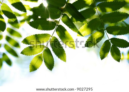 leaves and ray of sun
