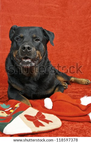 Pure bred rottweiler with christmas outfit on red background