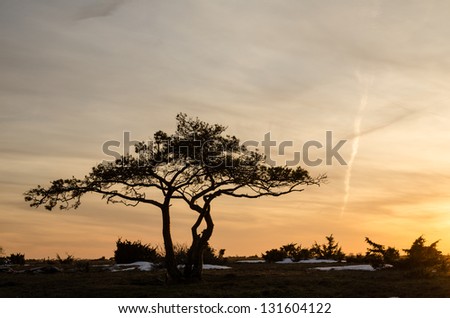 A lone pine tree at a great plain area landscape in sunset on the swedish island Oland in the Baltic sea.