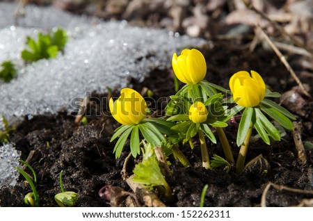 Early Winter aconites in a garden at melting snow.