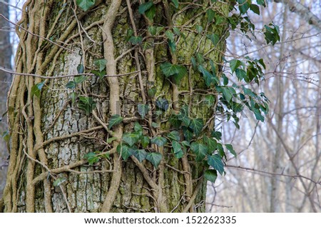 Common Ivy, twisted on a big tree trunk. Photo taken  on the island Oland in south-eastern Sweden.