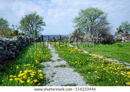 Dandelions on a dirt road leading to a gate by the sea. From the island Oland in Sweden.