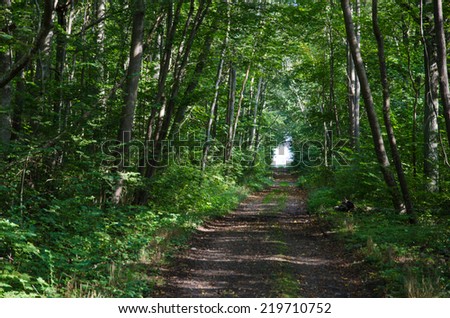 Country road surrounded of trees like a green tunnel of leaves