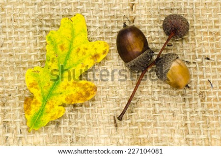 Colorful oak tree leaf and acorns at burlap