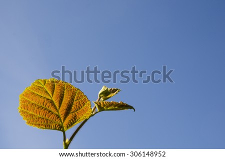Reddish hazel leaf at a twig with blue sky as background