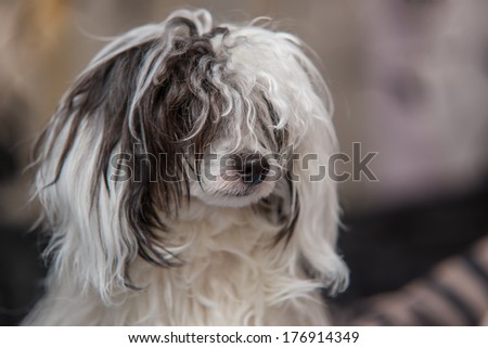 Image of Chinese crested dog - Powder Puff