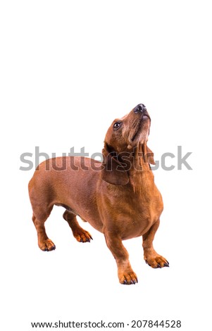 Dachshund / Sausage Dog, Isolated On White, Looking Up, Standing
