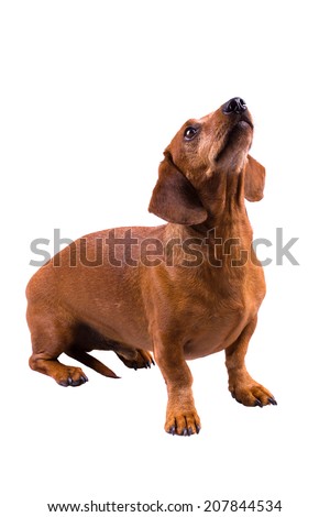 Dachshund / Sausage Dog, Isolated On White, Looking Up, Sitting