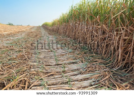 Sugar cane harvesting season,thailand