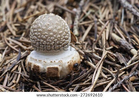 mushroom - blusher - poisonous mushroom - toadstool spissa