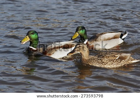 ducks floating on the water - courtship