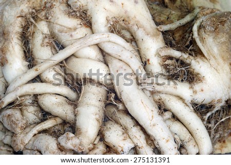 root vegetable - root celery