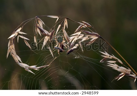 spider on the grass in back lighting
