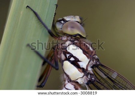 close-up of a head of dragon fly
