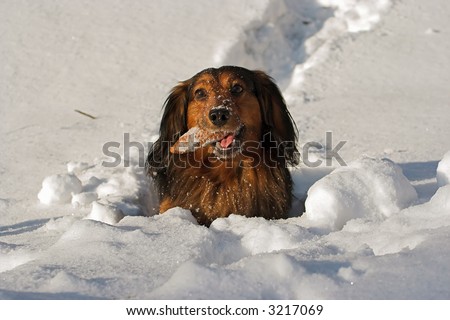 stock photo : dachshund in the deep snow