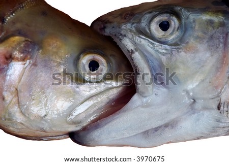 big fishes eating little fishes