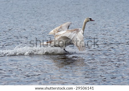 flying swan - splashdown