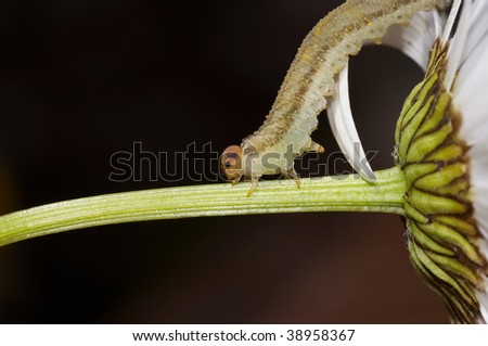 caterpillar eating the petals of daisy