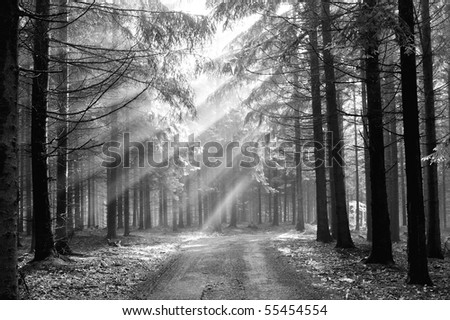 God beams - coniferous forest in the early morning