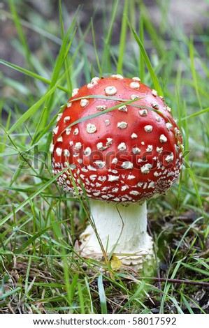 stock-photo-detail-of-the-fly-poison-amanita-poisonous-mushroom-58017592.jpg