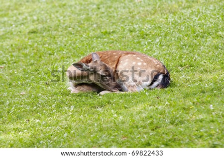 sleeping doe - red deer