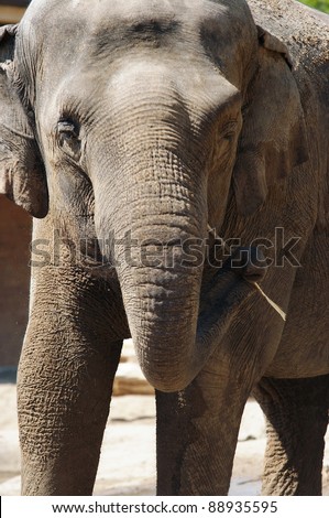 Asiatic elephant - Indian elephant - detail of the head