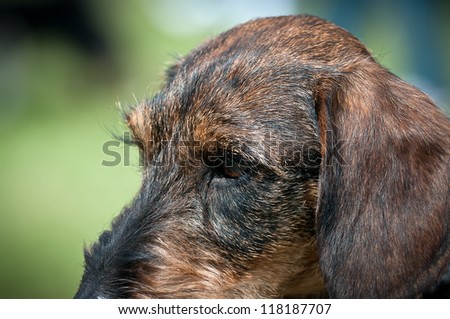 A close-up picture of a sausage dog