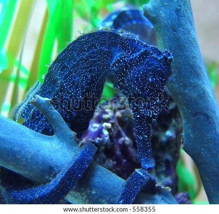 stock photo : dark blue seahorse