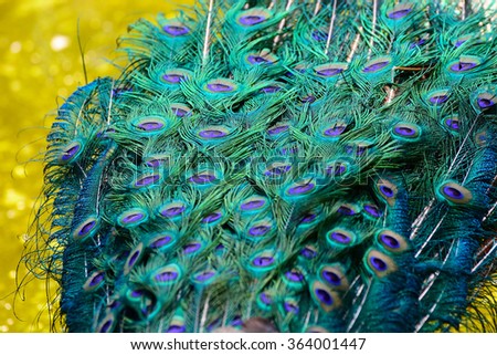 Beautiful colors of Peacock Feathers with blurred background.