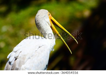 Happy American White Pelican open the big mouth