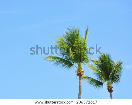 Coconut palm tree, Cocos Nucifera, trimmed over blue sky
